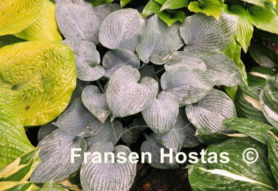 Hosta Camelot